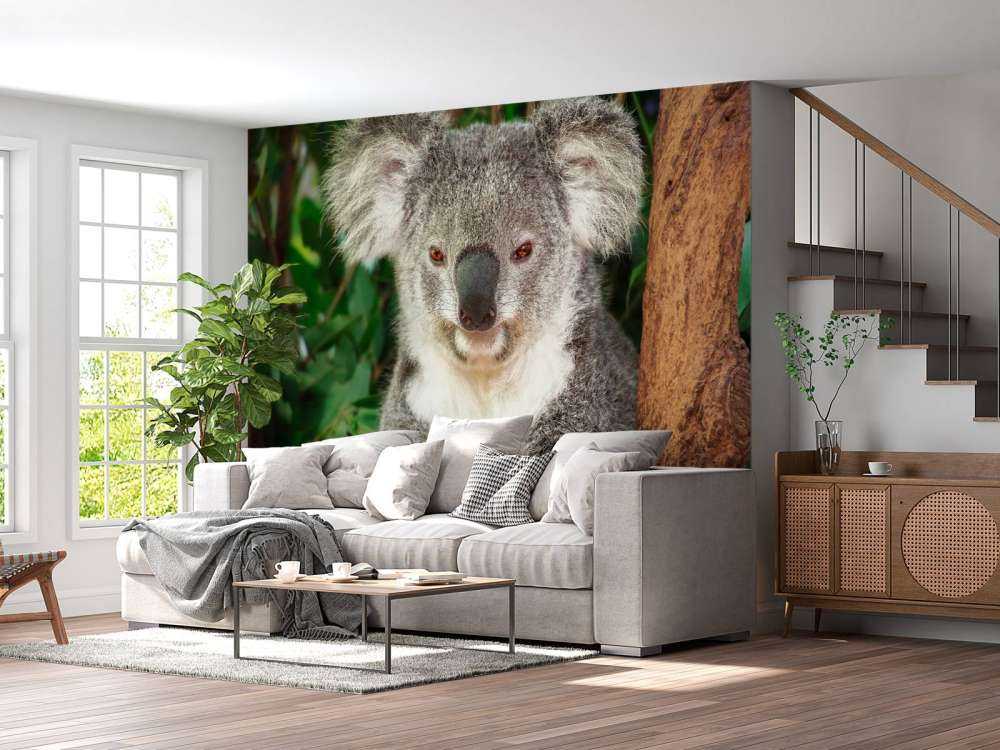 Australische koala in een boom