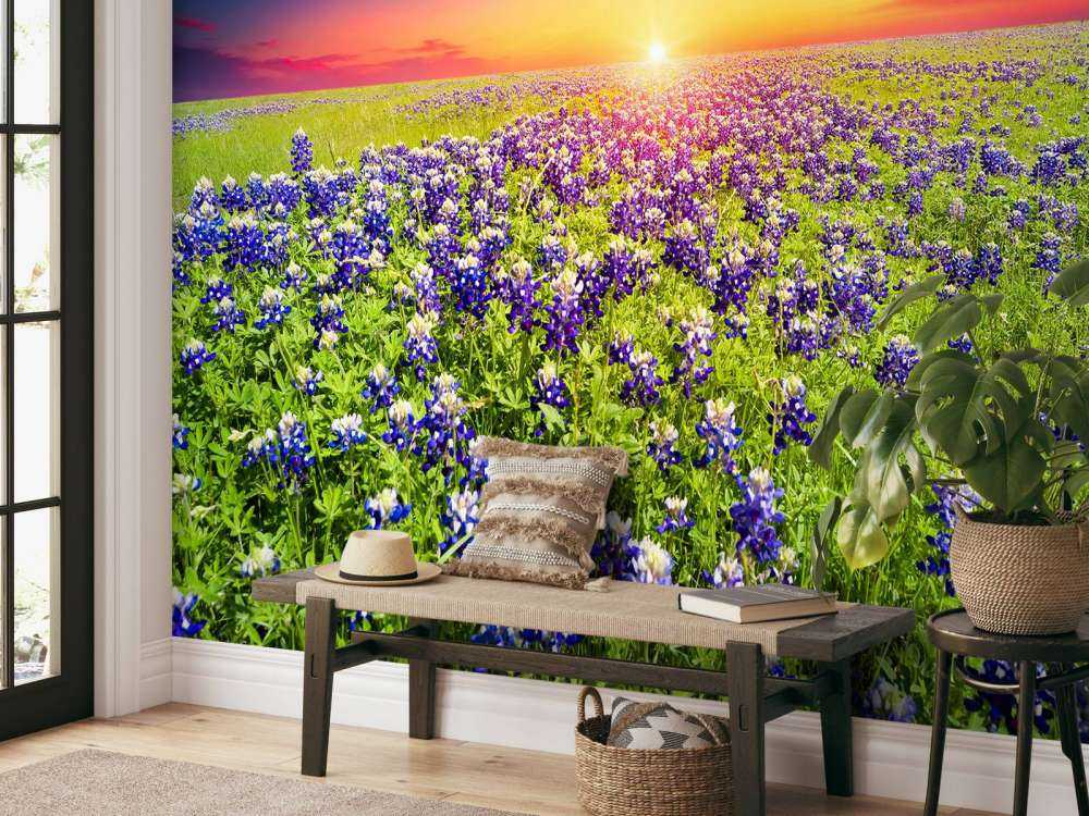 Bluebonnets met mooie Zonsondergang