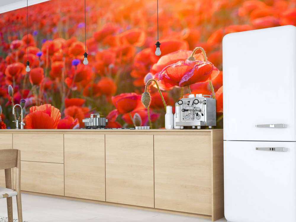 Klaprozen close-up bij zonsondergang