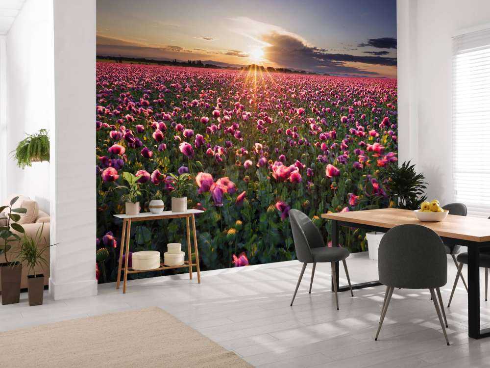 Roze klaprozenveld bij zonsondergang