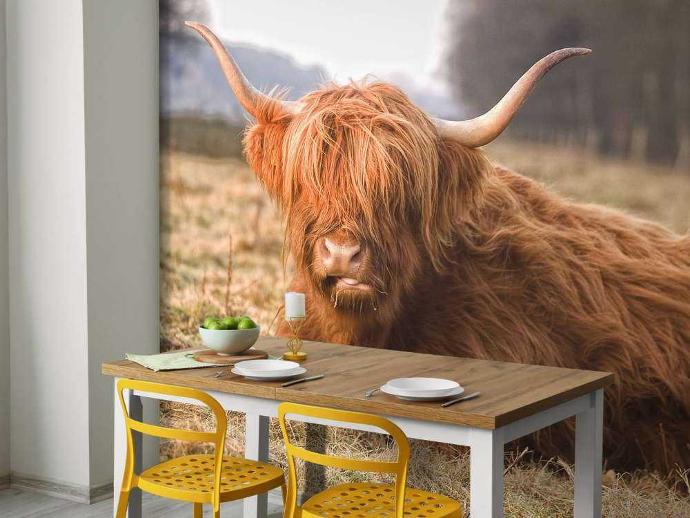 Liggende Hooglander in Wei