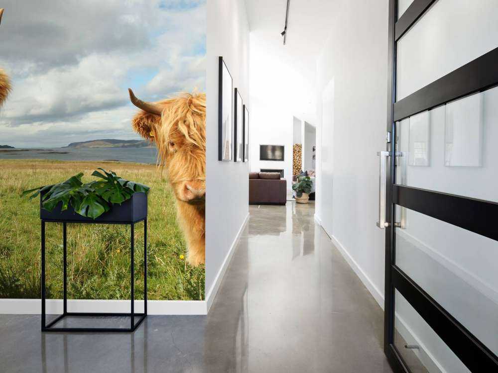 2 Schotse Hooglanders