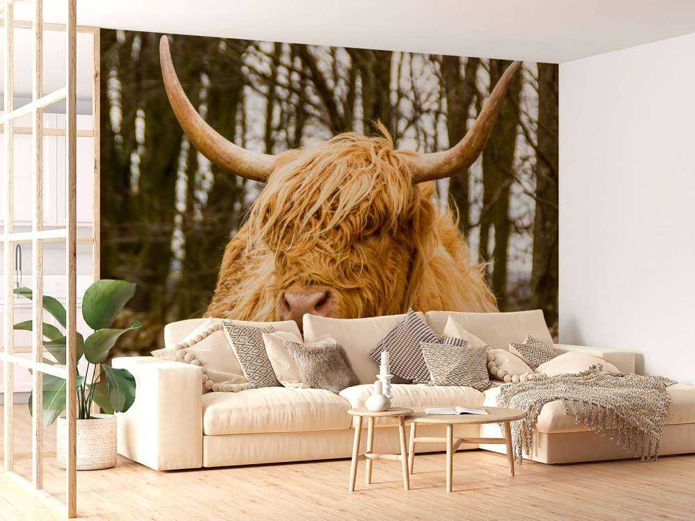 Schotse Hooglander met Bomen op achtergrond