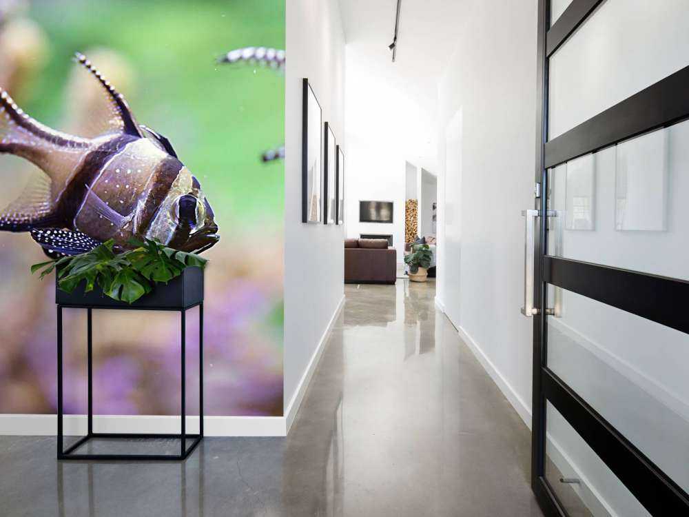 Banggai kardinaalvissen