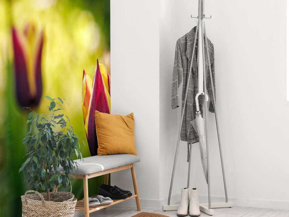 Rood-gele tulpen close-up