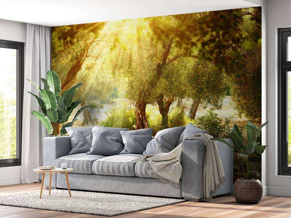 Mediterrane Olijven Boomgaard