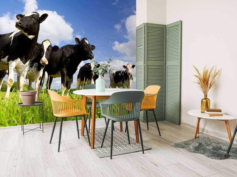 Holstein Koeien in de weide