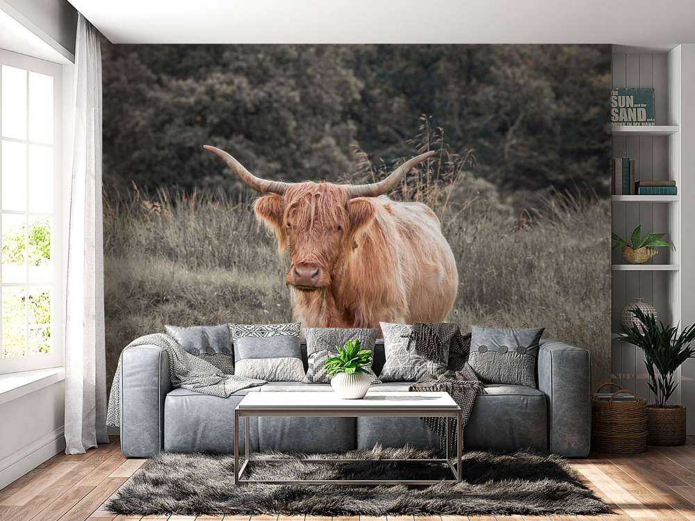 Schotse hooglander in een veld