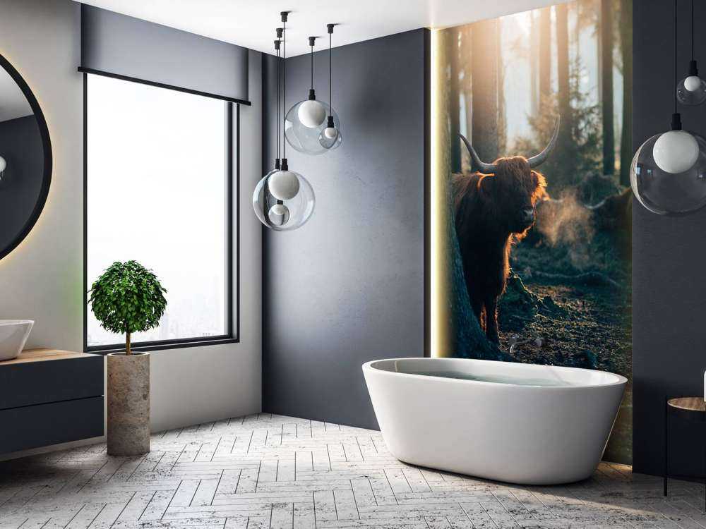 Schotse hooglander in ochtendlicht