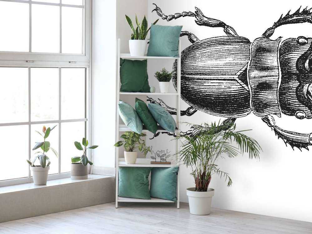 Stag beetle drawing