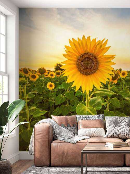 Zonnebloem in het veld