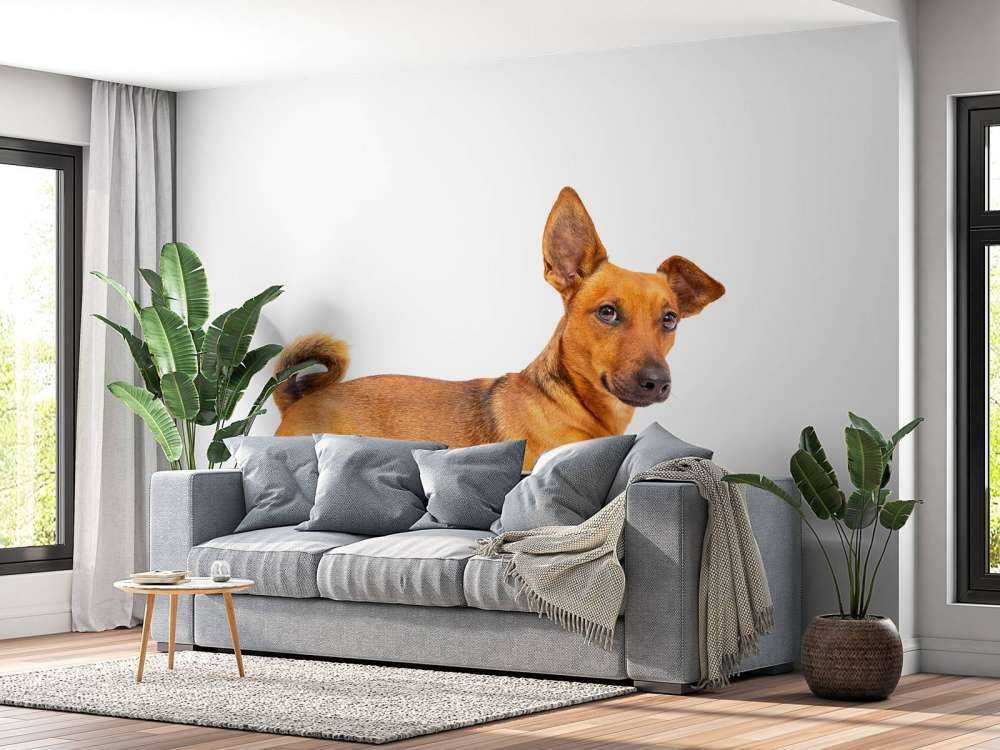 Schattige hond