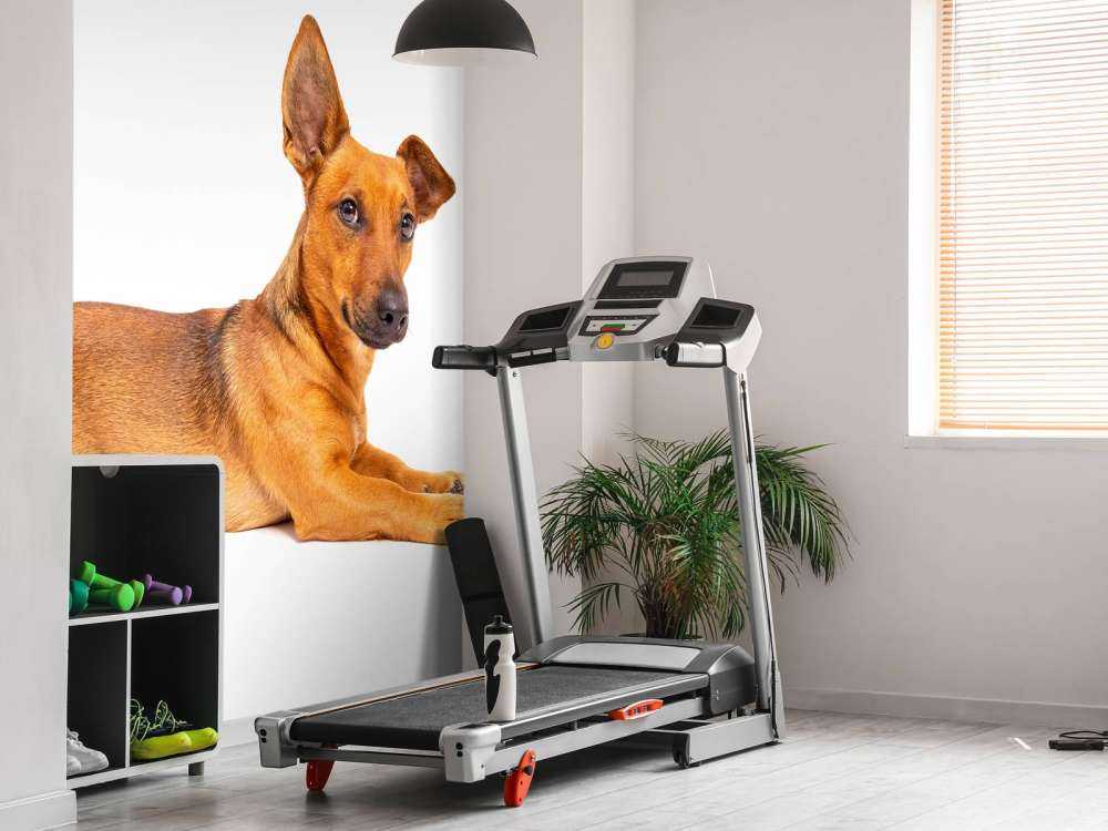 Schattige hond