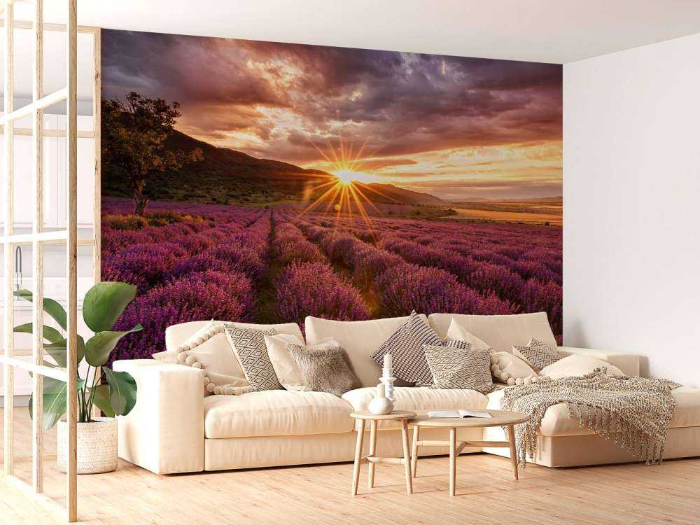 Lavendel onder de zon