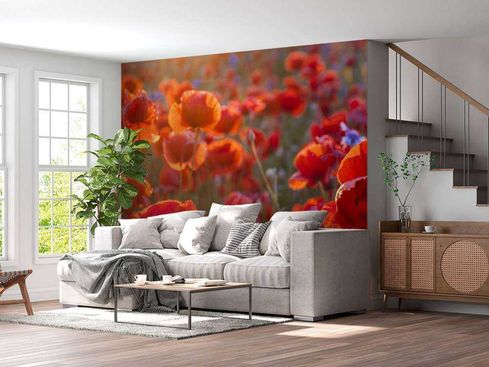 Klaprozen en korenbloemen