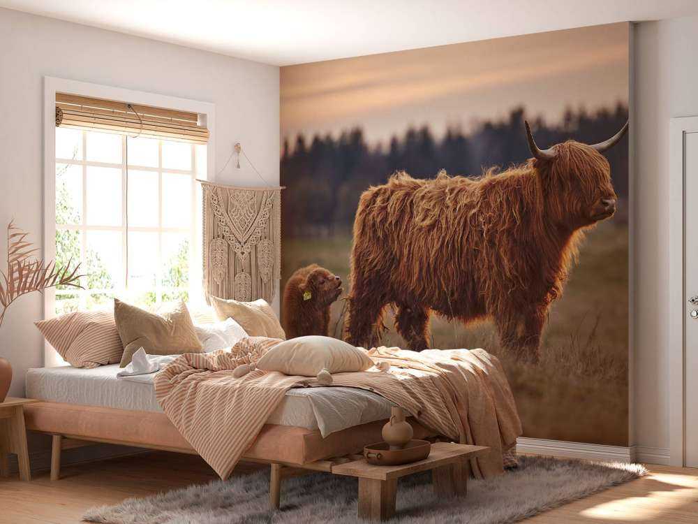 Schotse hooglanders in het weiland