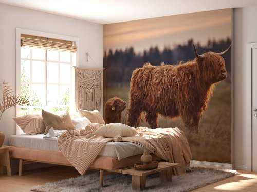 Schotse hooglanders in het weiland