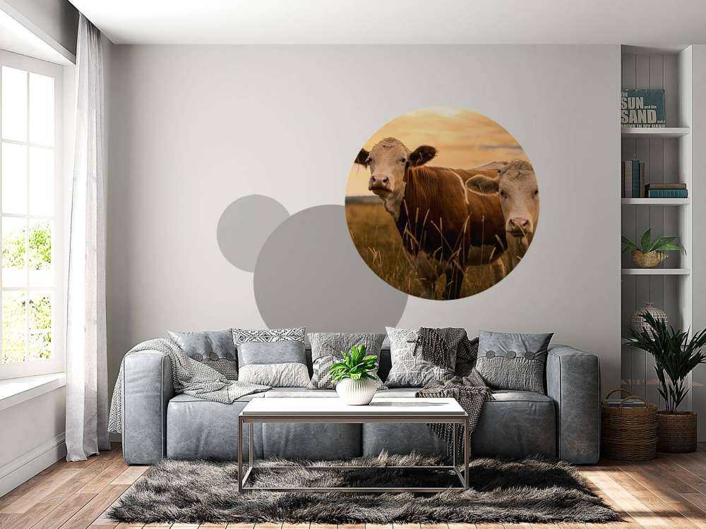 Koeien in de avondzon