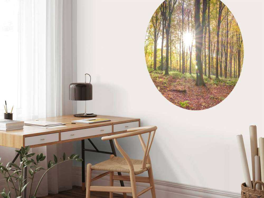 Zonlicht door herfstbos