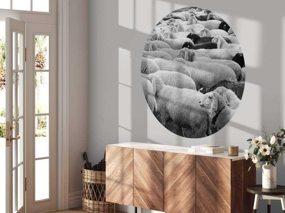 Zwart en witte schapen