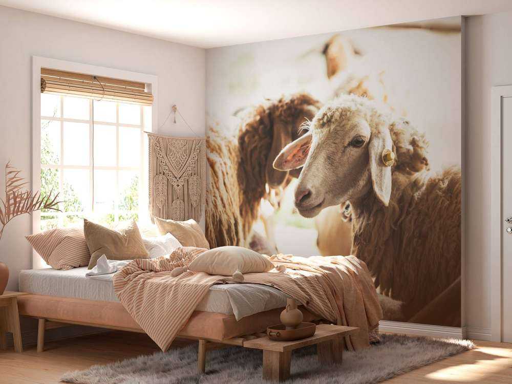 Schapen in de stalling