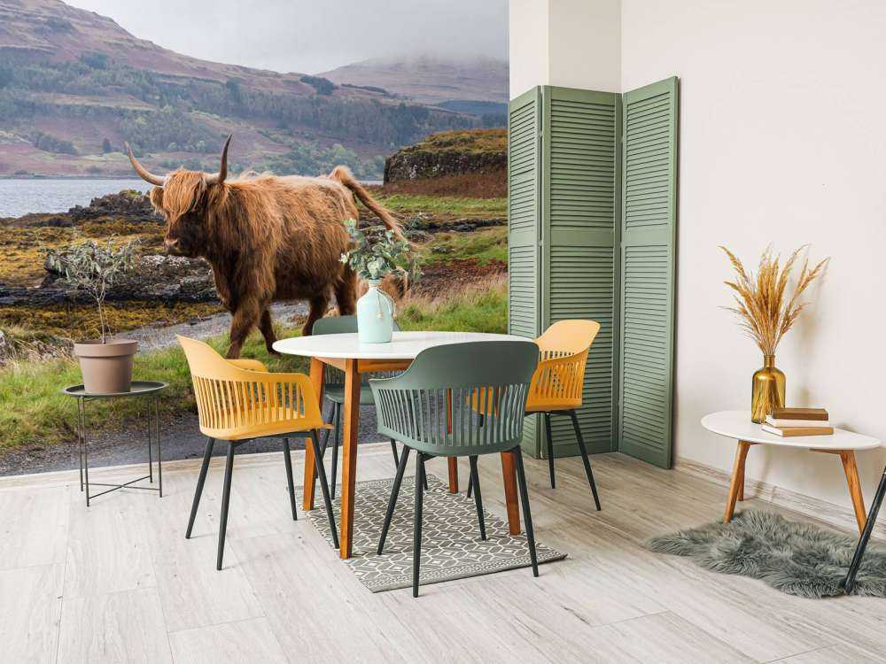 Schotse Hooglander op Mull