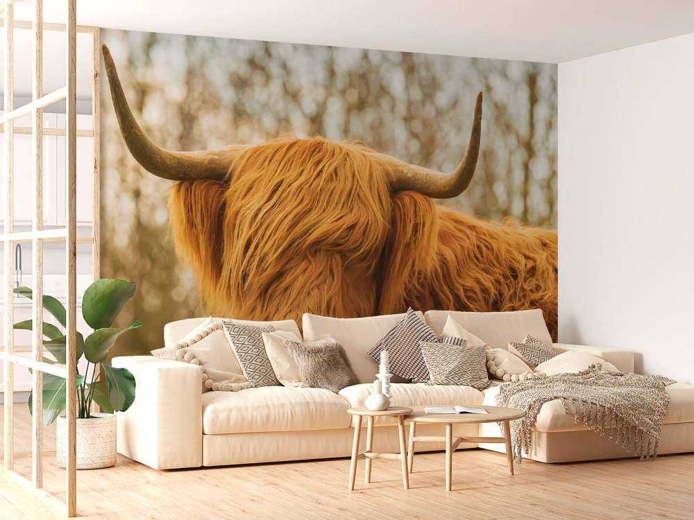 Schotse Hooglander bij zonsopkomst