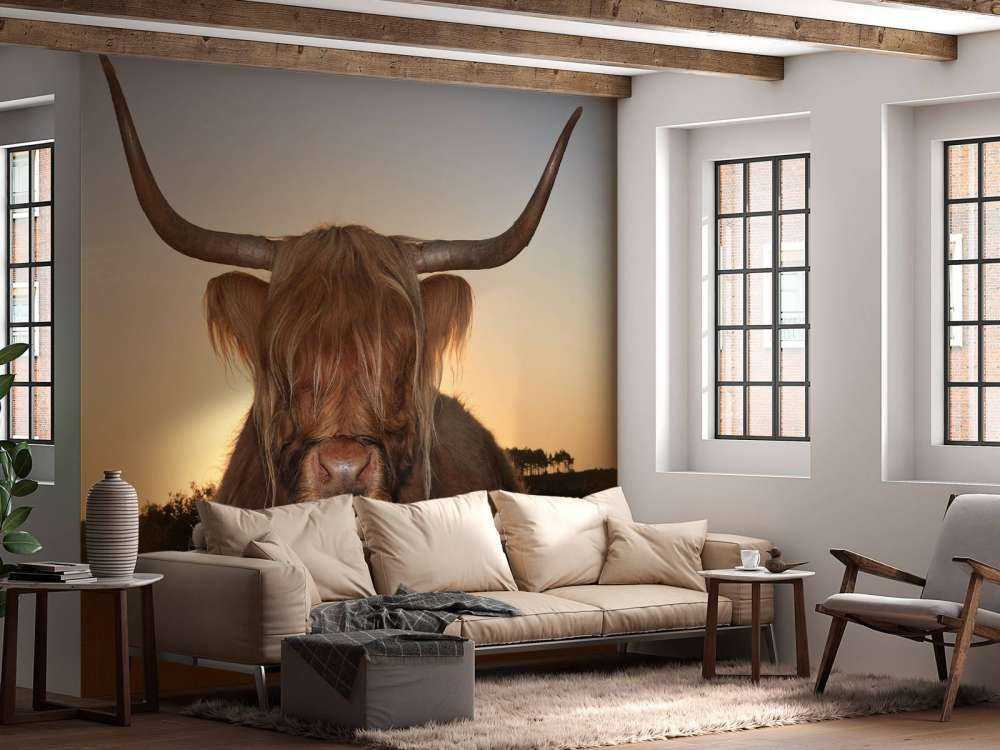 Schotse Hooglander in het gras bij zonsondergang