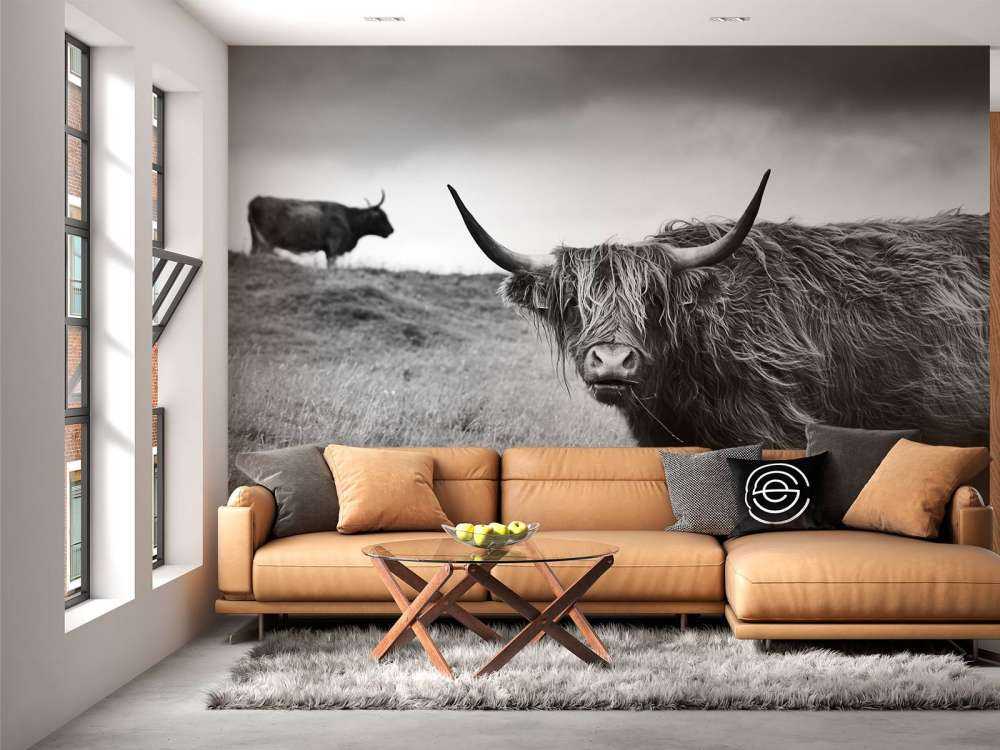 Schotse Hooglanders in zwart-wit