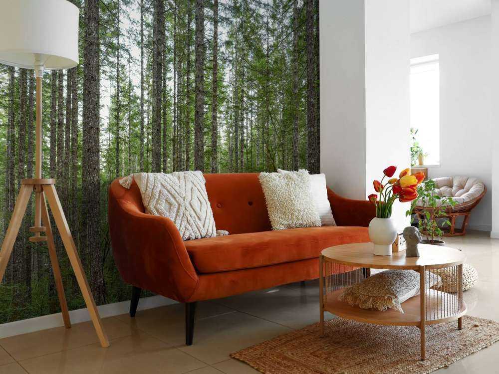 Hoge rechte bomen