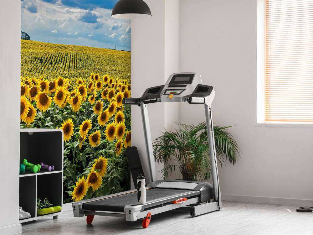 Weiland vol zonnebloemen