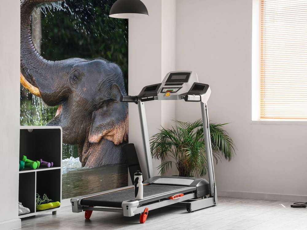 Olifant in water