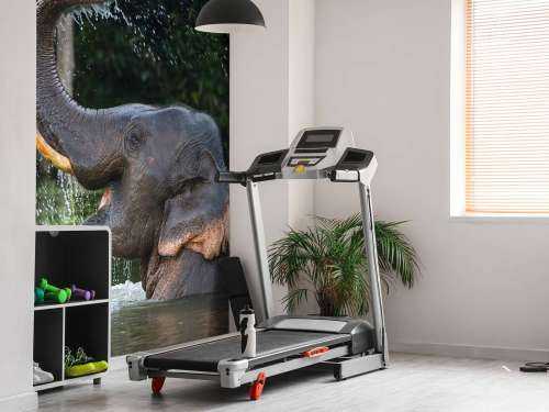 Olifant in water