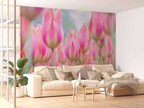 Close-up roze tulpen