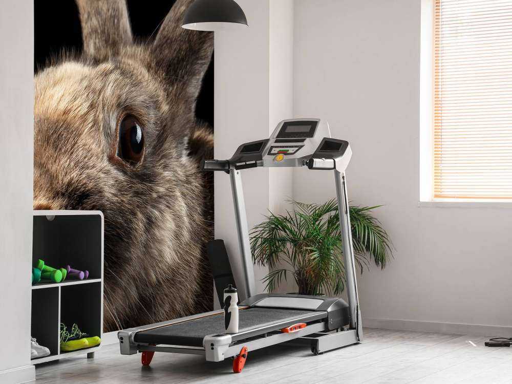 Konijn met een zwarte achtergrond