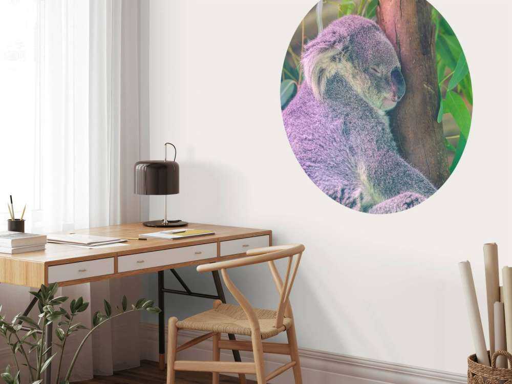 Koala aan het slapen