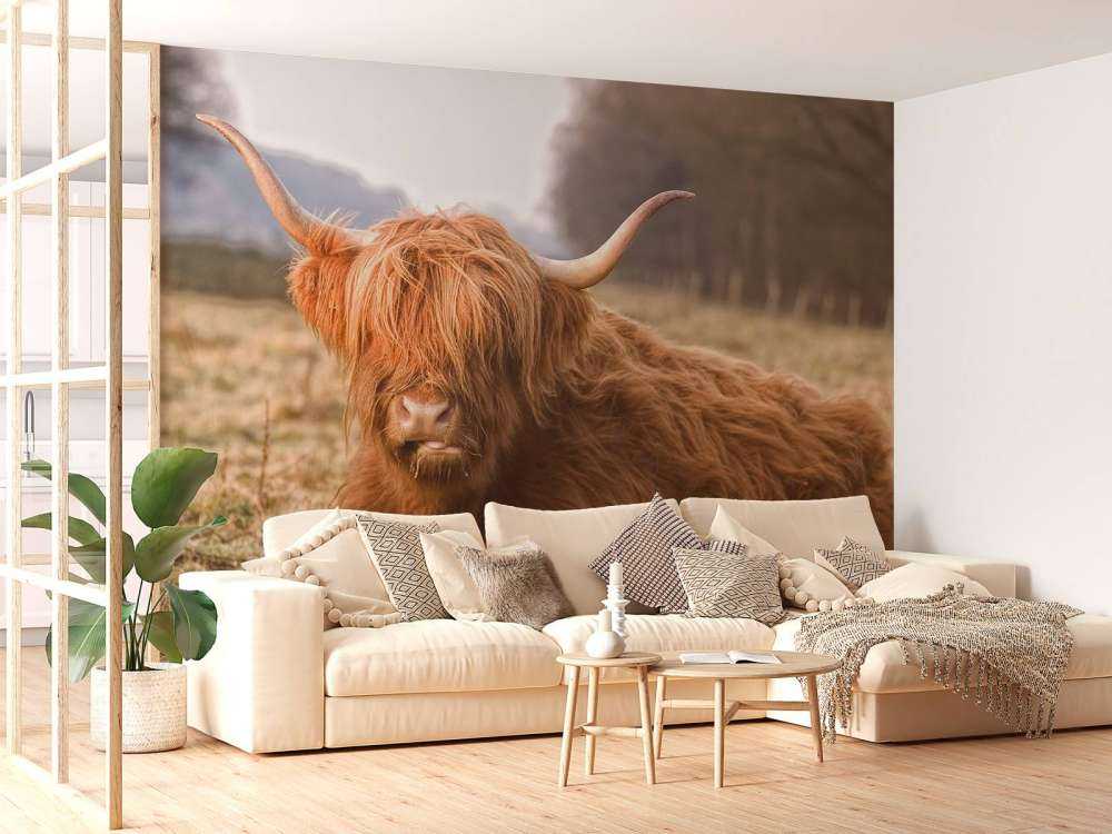 Liggende Hooglander in Wei