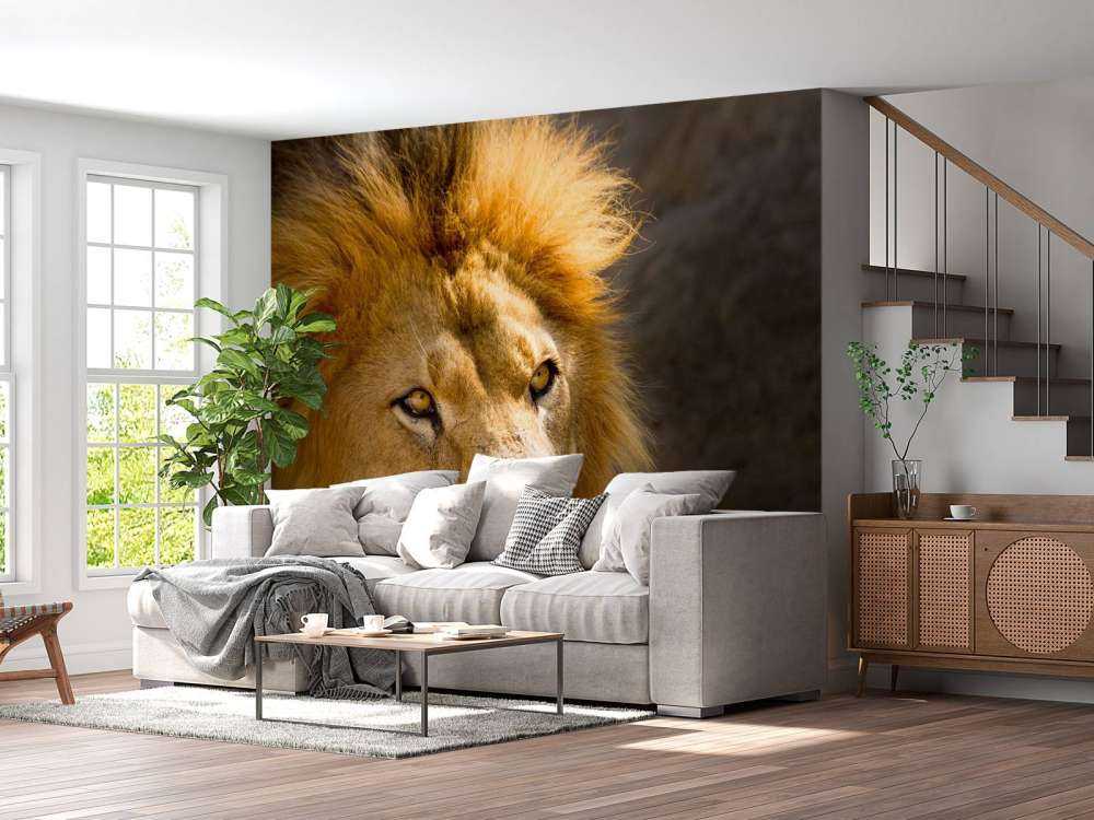 Starende Leeuw Close-Up