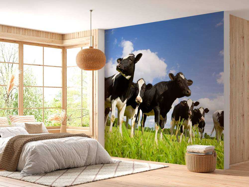 Holstein Koeien in de weide