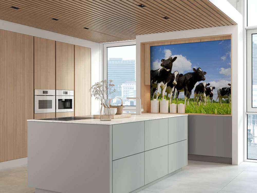 Holstein Koeien in de weide