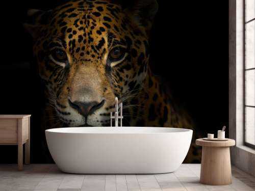 Jaguar met een donkere achtergrond