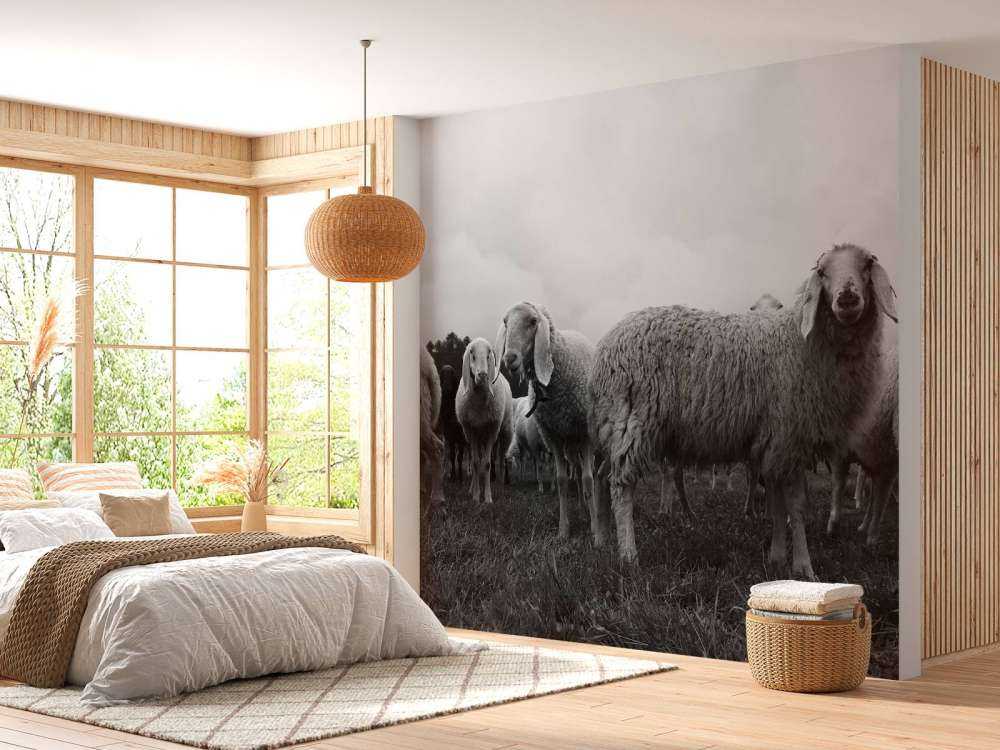 Kudde schapen in zwart-wit