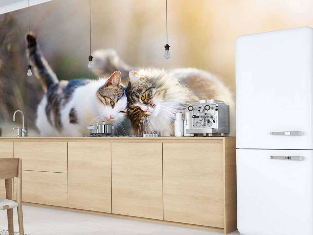 Twee schattige katjes