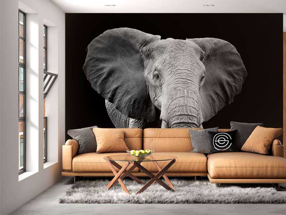 Olifant met een zwarte achtergrond