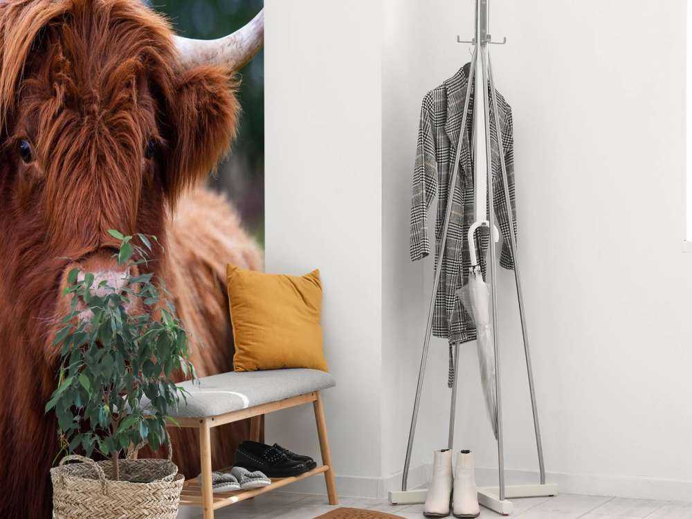 Bruine Hooglander van dichtbij