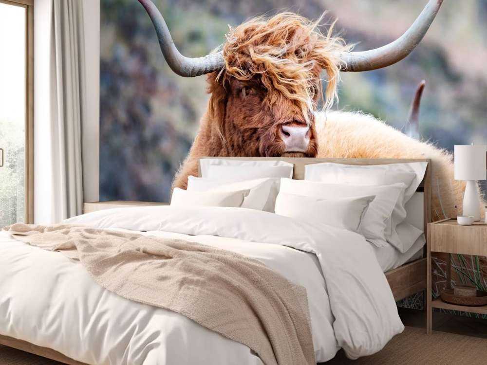 Schotse Hooglander van dichtbij