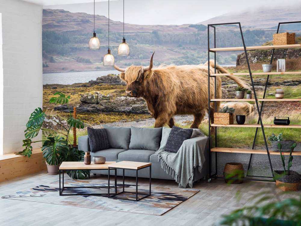 Schotse Hooglander op Mull