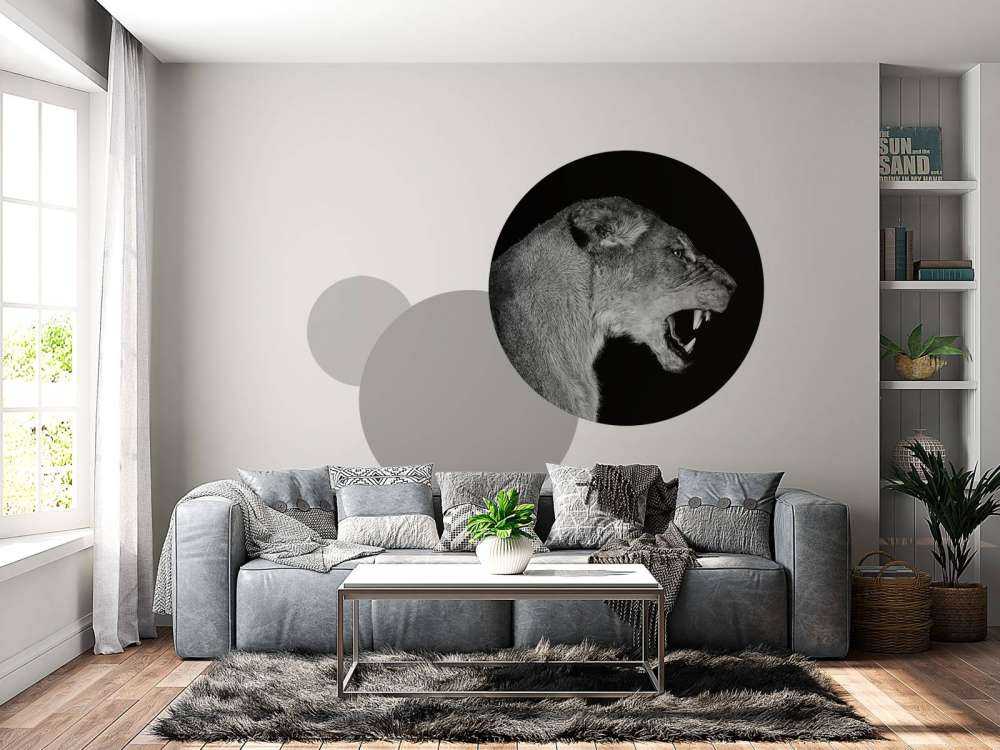 Lioness side view black