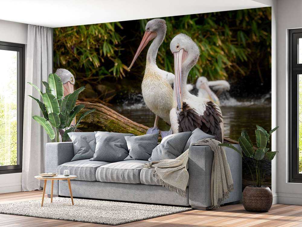 Australische pelikanen