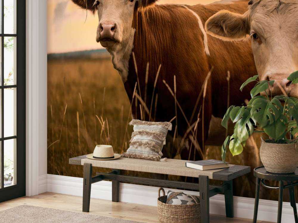 Koeien in de avondzon